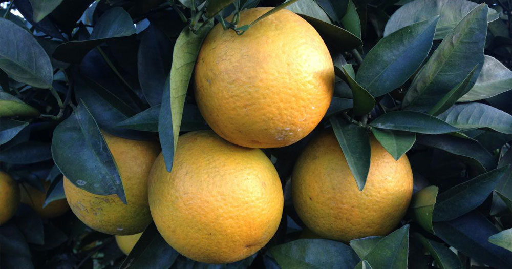 Cam cao phong là giống cam nổi tiếng có giá tr?dinh dưỡng cao